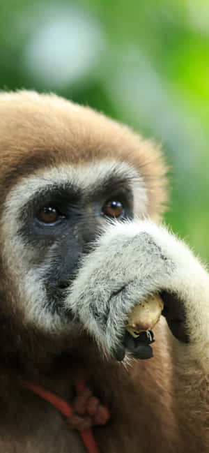 iPhone Xs Max长臂猿背景 — Redmi 15 壁纸