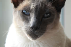 暴躁猫图片 — MacBook Pro M4 壁纸