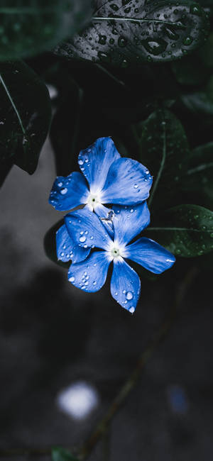 植物 iPhone — 银河A18 壁纸