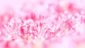 粉色花卉背景