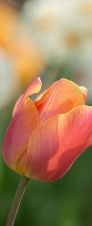 1080x2636 — Z Flip 5 壁纸