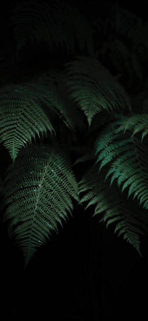 植物iPhone — Galaxy A55 壁纸