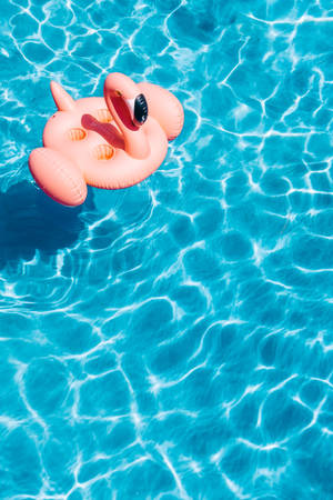 泳池中的充气 flamingo 壁纸