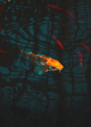 锦鲤在 aquarium 壁纸 — OnePlus Pad 壁纸