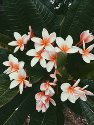 唯美花朵图片