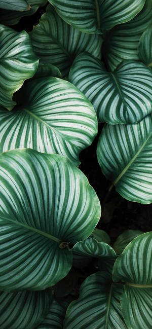植物 iPhone — 银河A08 壁纸
