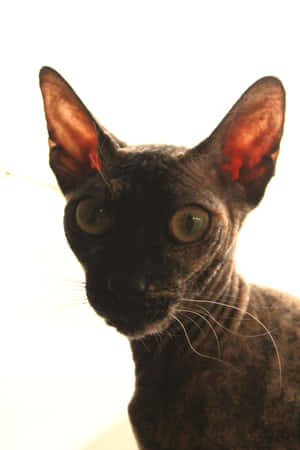 优雅休息的乌克兰列夫科伊猫 — 小米平板 壁纸
