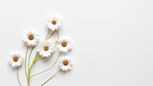 Aesthetic White 图片 — 白色美学 壁纸