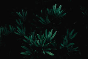 绿色植物 昏暗 — 暗黑 壁纸
