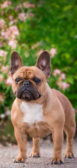 公园里的法国斗牛犬 — 华为nova 15 壁纸