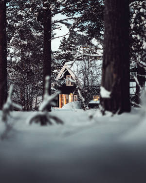 雪顶屋顶温暖灯光小屋在雪林