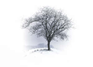 雪景美学图片 — 雪景美学 壁纸