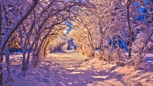 冬日雪景隧道 — 冬季 壁纸