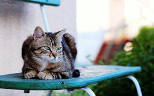 严肃的猫咪坐在屋外的蓝色椅子上。可爱的毛茸茸条纹宠物。