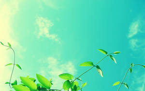 冷蓝绿天空壁纸 — 绿色天空 壁纸