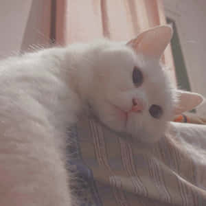 美学猫咪图片 — 猫 壁纸