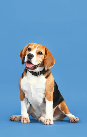 可爱比格犬在淡蓝色背景上 — POCO Pad C1 壁纸