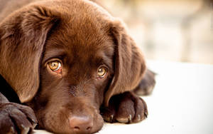 可爱狗狗的 puppy 眼神 — 可爱的狗 壁纸