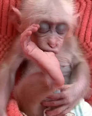 可爱猴子的图片 — 可爱猴子 壁纸