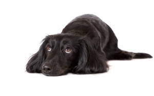 可爱的平毛寻回犬 — 可爱的狗 壁纸