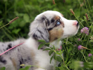 澳大利亚牧羊犬幼犬图片
