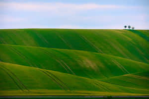 绿色自然背景 — MacBook Pro M3 壁纸