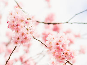 唯美桌面樱花壁纸 — 美学桌面 壁纸