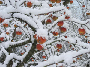 雪景唯美图片 — 雪景美学 壁纸