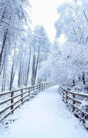 Snow iPhone — Galaxy Tab A9+ 壁纸