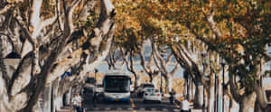秋季，梧桐树，风景，黄金时刻，宁静，电影感，自然，街道，景色优美，道路