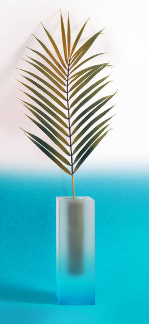 植物iPhone — 银河A17 壁纸