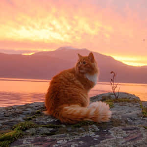 猫咪美学图片 — 美学猫 壁纸