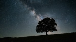 简约夜景，一棵树与星空，适合宁静的壁纸。