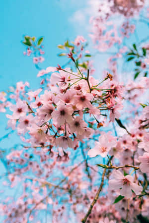 宁静春树日出时分 — 日出 壁纸