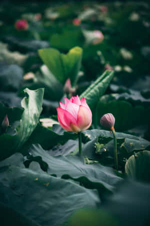 宁静池塘中盛开的安详莲花 — 莲花 壁纸
