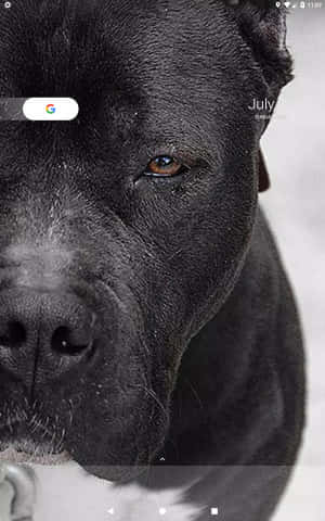黑色比特犬 — Galaxy Tab Active5 壁纸