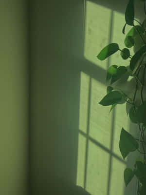 鼠尾草绿美学图片 — 绿色美学动图 壁纸