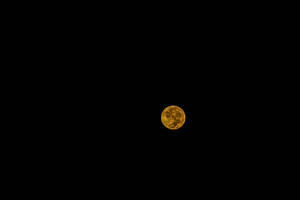 黑色午夜夜空中的黄色月亮。在暗夜中明亮闪耀。