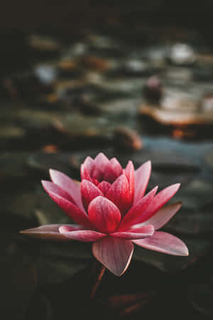 莲花背景 — POCO Pad 壁纸