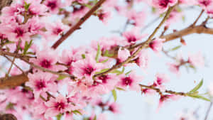 1366x768花卉背景 — 樱花 壁纸
