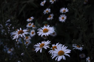 忧郁的白色雏菊壁纸。 — 黄昏 壁纸