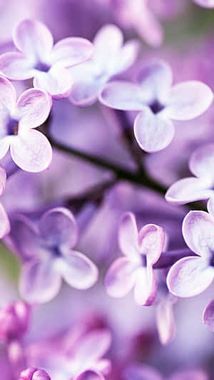 感受自然之美——花卉iPhone壁纸 — 花卉 iPhone 壁纸