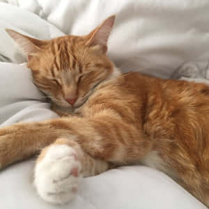猫咪美学图片 — 美学猫 壁纸