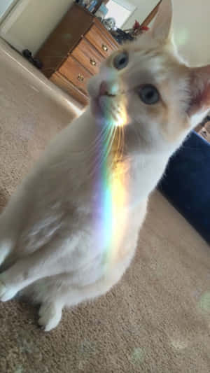 猫咪美学图片 — 美学猫 壁纸