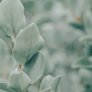 鼠尾草绿色美学图片 — 鼠尾草绿 壁纸