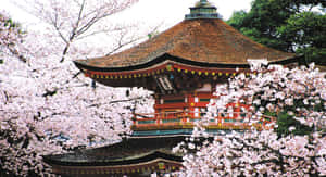 日本风景图片 — 日本动图 壁纸