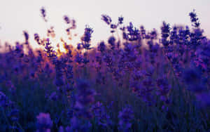 花卉背景 — 花 壁纸