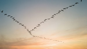 一群鸟类以V字形队形飞越夕阳天空。 — 天空景观 壁纸