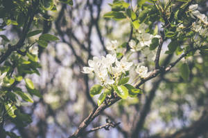 春季花朵壁纸