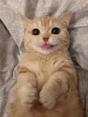 猫咪美图 — iPad Pro 12.9 壁纸